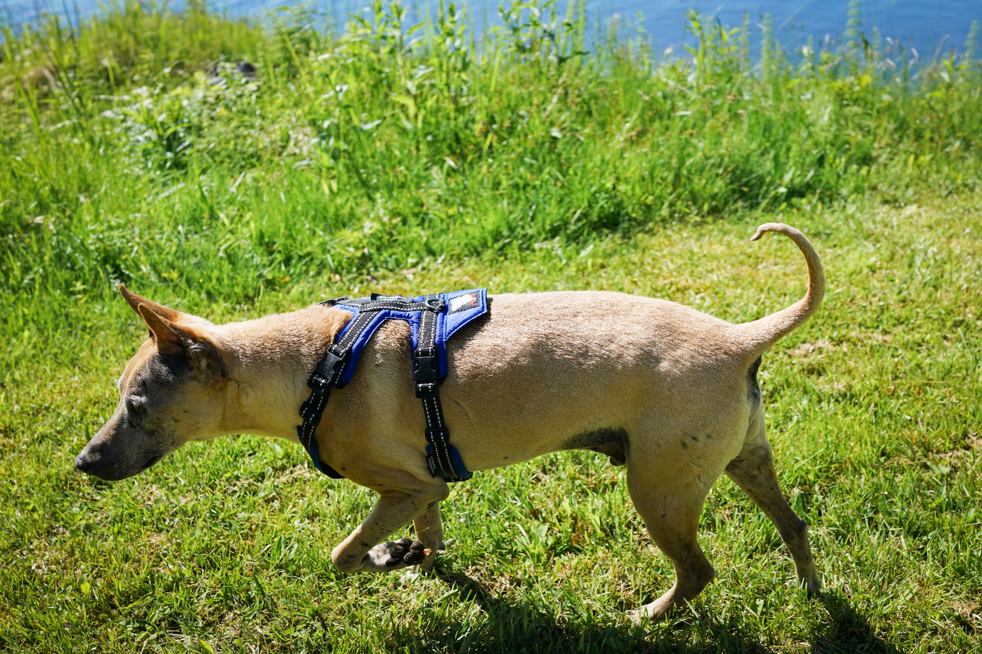 Can You Put A Dog Leash In The Washing Machine
